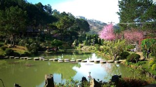 Thung lũng vàng Đà Lạt có gì hấp dẫn mà ai cũng mê?