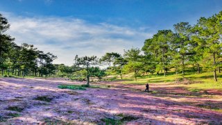 Từ A đến Z kinh nghiệm ngắm đồi cỏ hồng Đà Lạt mới nhất 2020