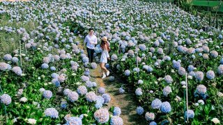 Tổng hợp những vườn hoa cẩm tú cầu Đà Lạt hút khách nhất