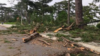 Đà Lạt: Nhiều cây thông gãy đổ do bão số 9