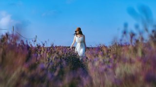 Vườn hoa Lavender Đà Lạt nở rộ đẹp như trời Âu