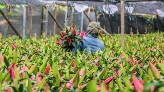 Làng hoa Thái Phiên Đà Lạt - Địa điểm tham quan cực hot không nên bỏ lỡ