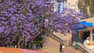 Hoa phượng tím Đà Lạt - Kinh nghiệm check in trọn vẹn mùa hoa mộng mơ