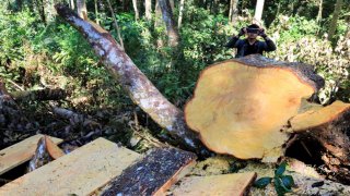 Lâm Đồng: Hàng ngàn hecta rừng bị mất sau khi vào tay các doanh nghiệp