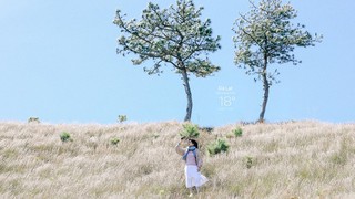 Đà Lạt đẹp đến mơ màng những ngày cuối năm