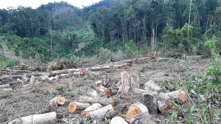 Lâm Đồng: Lại phát hiện vụ phá rừng thông 18 năm tuổi