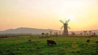 Vinamilk Organic Milk Farm - Nông trại bò sữa tuyệt đẹp ở ngoại ô Đà Lạt