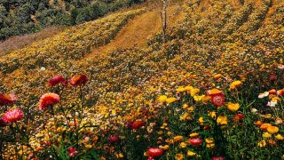 Ngắm nhìn vẻ đẹp ngập tràn sắc xuân của cánh đồng hoa bất tử Đà Lạt