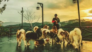 4 homestay Đà Lạt có chó, mèo 'đốn tim' các Sen 2021