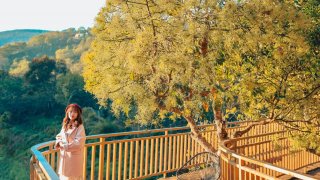 Một mùa hoa bơ vàng ươm gây thương nhớ lại về ở Đà Lạt