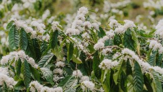 Một mùa hoa cà phê đẹp như bản tình ca "tuyết trắng" lại về ở Đà Lạt