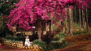 Ngẩn ngơ trước giàn hoa giấy đẹp như mơ tại Đà Lạt