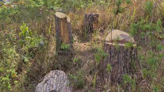 Lâm tặc "xẻ thịt" rừng thông trăm tuổi ngay trung tâm Đà Lạt