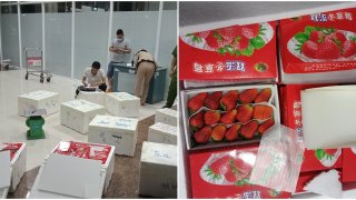 Dâu tây Trung Quốc lại 'đổ bộ' Đà Lạt qua sân bay Liên Khương