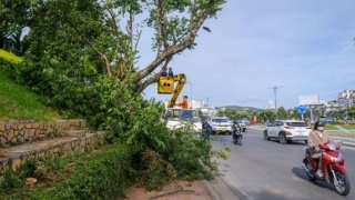 Đà Lạt: Đốn hạ, di dời hàng loạt cây thông ven vỉa hè hồ Xuân Hương để mở đường