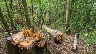 Lâm Đồng: Lợi dụng kiểm lâm đi cách ly, 14 lâm tặc triệt hạ gỗ quý trong rừng nguyên sinh