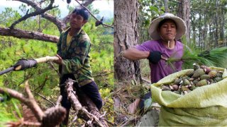 Những trai trẻ làm nghề “Tarzan” trên rừng thông Lâm Đồng