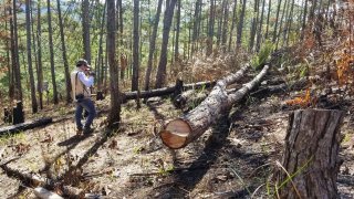 Lâm Đồng: Hai nữ lâm tặc phá hơn 5.000m2 rừng bị phạt 200 triệu đồng