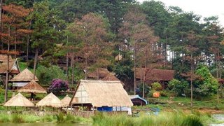 Hạ rừng thông 36 năm tuổi để làm đường vào Khu Du lịch hồ Tuyền Lâm