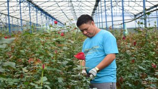 Lâm Đồng: Hoa hồng tăng giá mạnh cận lễ, nông nghiệp có dấu hiệu khởi sắc trở lại