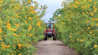 Tổng hợp 5 cung đường 'săn' hoa dã quỳ đẹp nhất tại Đà Lạt