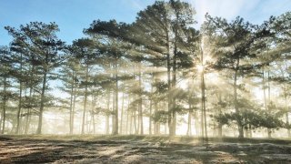 “Mùa Trồng Cây” đáng nhớ khơi gợi sự đoàn kết của người dân Đà Lạt thập niên 1950