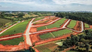 Đau lòng nhìn thủ phủ chè Lâm Đồng bị 'xé nát' để làm dự án bất động sản chui