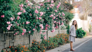 Biệt thự cổ Đà Lạt sở hữu hàng rào hoa hồng nở rộ chưa bao giờ là hết 'hot'