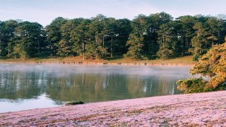 Cỏ hồng phủ khắp ngọn đồi, báo hiệu một mùa đông lại đến