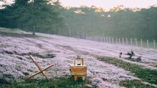 Đà Lạt tháng 11: Mong manh sắc hồng bao phủ cả thành phố