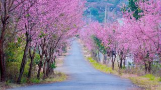 Dân tình "phát cuồng" với những nụ Mai Anh Đào nở sớm nơi phố núi