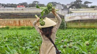 Ghé thăm thung lũng Atiso xanh ngát tại Đà Lạt