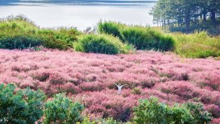 Cỏ đuôi chồn nở rộ, đẹp mơ màng giữa cái nắng đầu đông