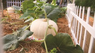 Check-in liền tay những trang trại nông canh tại Đà Lạt