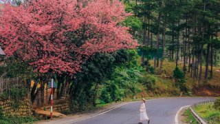 Mai anh đào đã nở rộ khắp Đà Lạt