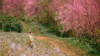 Mộng Đào Nguyên Đà Lạt - Điểm 'săn' mai anh đào hot nhất hiện nay