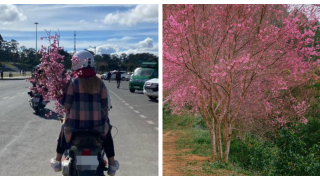 Đà Lạt: Ngán ngẩm với cảnh ngắt hoa, bẻ cành mai anh đào