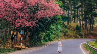 Trải nghiệm không khí Tết Nguyên Đán tại Đà Lạt