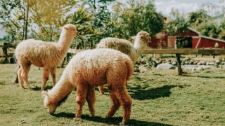 Bảng giá vé hàng loạt địa điểm du lịch Đà Lạt mới nhất 2022