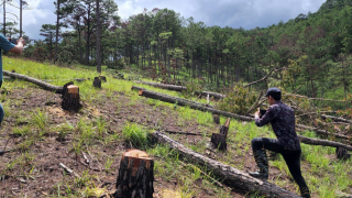 Đà Lạt: Xuất hiện vụ phá rừng thông phòng hộ lớn nhất từ trước đến nay