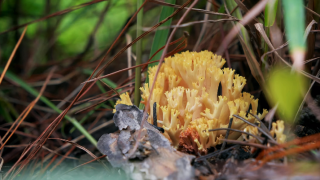 Đi Đà Lạt mùa mưa, đừng quên lên đồi hái nấm