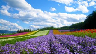 Danh sách các địa điểm du lịch gần nhau ở Đà Lạt hoặc nằm trên cùng đường di chuyển