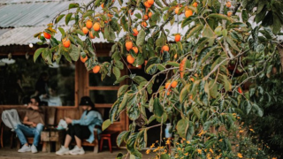 Vườn hồng bắt đầu nở rộ, lên lịch đi check-in mùa thu Đà Lạt thôi