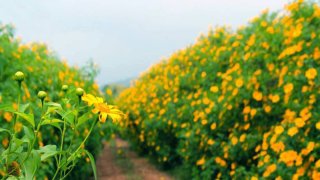 Dự báo thời tiết Đà Lạt cuối năm 2022 và kinh nghiệm du lịch mùa khô