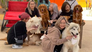 Top 8 quán cafe chó Đà Lạt siêu dễ dãi, cho sen vuốt ve cả ngày