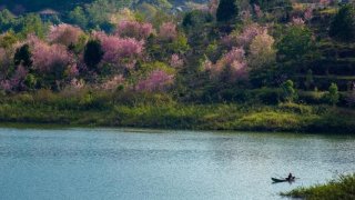 Ngắm nhìn Rừng Mai Anh Đào hồ Tuyền Lâm rực rỡ mùa hoa nở rộ