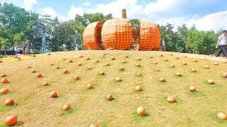 Khám phá vườn bí ngô khổng lồ Đà Lạt ring về những bức hình triệu like