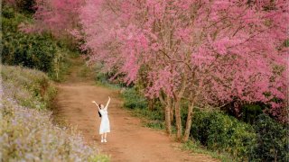 Du lịch Đà Lạt tháng 1: thời tiết, trang phục, địa điểm check in...