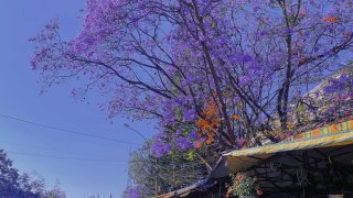 [2023] Lễ Tình Nhân rủ nhau ngắm phượng tím trên nóc chợ Đà Lạt