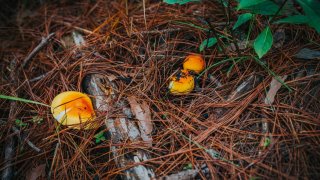 Dự báo thời tiết Đà Lạt tháng 5/2023: mùa mưa đến rồi, đi hái nấm thôi!